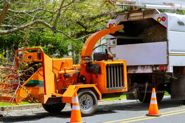 Best Tree Preservation Services  in Lagunitas Forest Knolls, CA